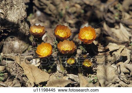 Stock Photography - Far East Amur Adonis Flowers. Fotosearch