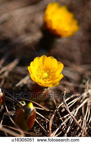 Far East Amur Adonis View Large Photo Image Stock Image - Far East Amur Adonis. Fotosearch