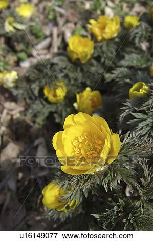 Far East Amur Adonis View Large Photo Image Stock Photo - Far East Amur Adonis. Fotosearch