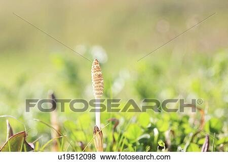 Stock Photo - Field Horsefield. Fotosearch
