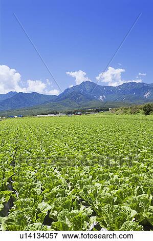 Stock Photo - Field of Lettuce and Mountains. Fotosearch