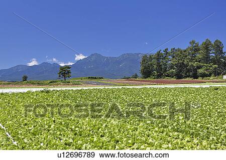 Stock Photo - Field of Lettuce Near Mountains. Fotosearch