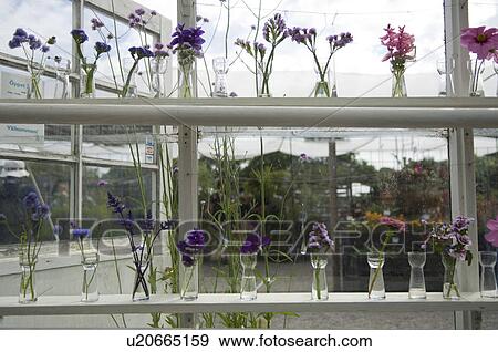 Flowers in vases, Stockholm, Sweden View Large Photo Image Stock Photo - Flowers in vases, Stockholm, Sweden. Fotosearch