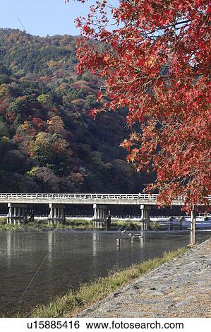 Foliage at Arashiyama, Kyoto Prefecture, Honshu, Japan View Large Photo Image Stock Photograph - Foliage at Arashiyama, Kyoto Prefecture, Honshu, Japan. Fotosearch
