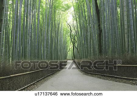 Stock Photograph - Footpath in bamboo grove. Fotosearch
