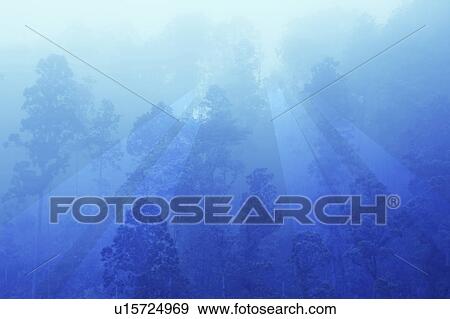 Stock Photo - Forest at dawn, Mie Prefecture, Honshu, Japan. Fotosearch