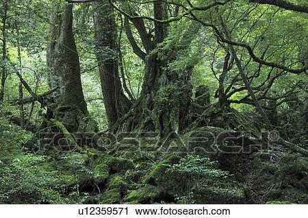 Stock Image - Forest at Yakushima, Kagoshima Prefecture, Kyushu, Japan. Fotosearch