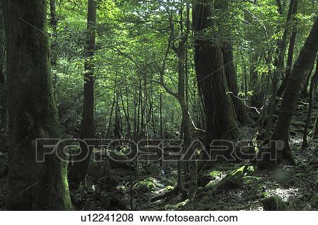 Forest at Yakushima, Kagoshima Prefecture, Kyushu, Japan View Large Photo Image Stock Photo - Forest at Yakushima, Kagoshima Prefecture, Kyushu, Japan. Fotosearch