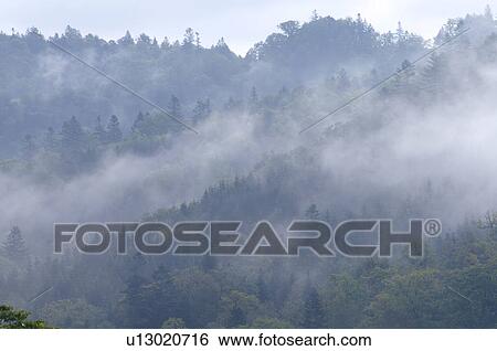 Stock Photograph - Forest Covered in Mist. Fotosearch