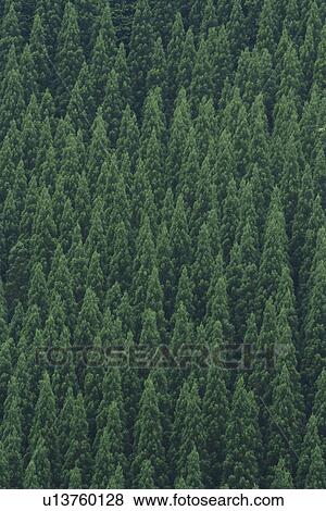 Forest View Large Photo Image Stock Photo - Forest. Fotosearch