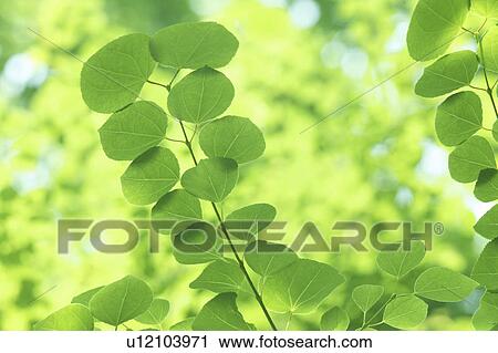 Stock Image - Fresh Foliage. Fotosearch