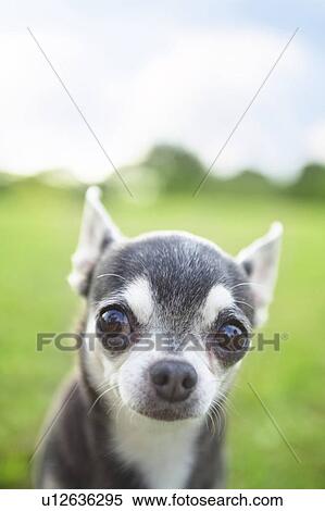 Front view of Chihuahua View Large Photo Image Stock Photography - Front view of Chihuahua. Fotosearch