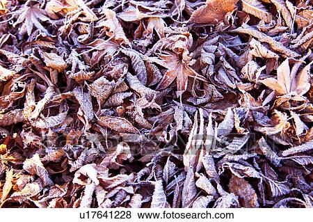 Frost on Dry Leaves View Large Photo Image Stock Photo - Frost on Dry Leaves. Fotosearch