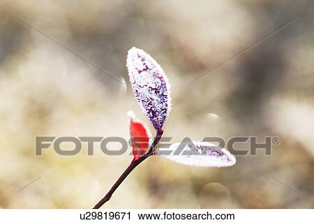Stock Image - Frost on Leaf. Fotosearch