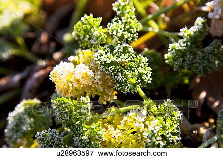 Frost on Parsley View Large Photo Image Stock Photo - Frost on Parsley. Fotosearch