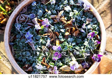 Stock Photo - Frost on Potted Viola Flowers. Fotosearch