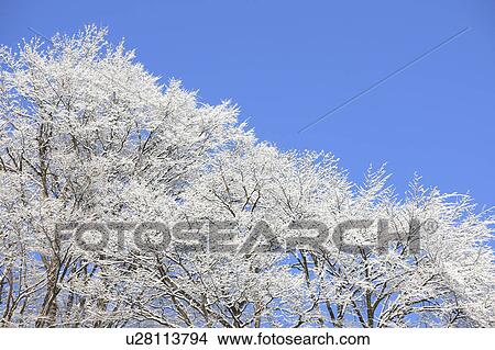Picture - Frost on Trees. Fotosearch