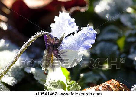 Stock Image - Frost on Viola Flower. Fotosearch