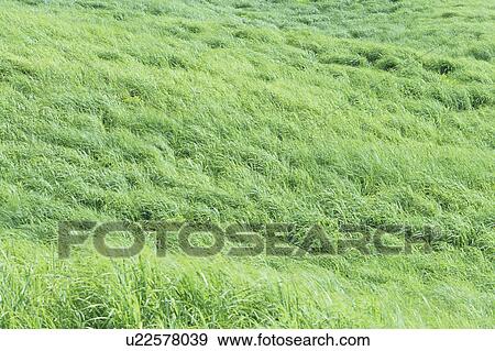 Stock Photo - Full Frame Image of Grass. Fotosearch