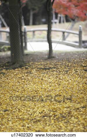 Gingko leaves on ground, Nara Prefecture, Honshu, Japan View Large Photo Image Stock Image - Gingko leaves on ground, Nara Prefecture, Honshu, Japan. Fotosearch