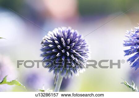 Globe Thistle View Large Photo Image Stock Photo - Globe Thistle. Fotosearch