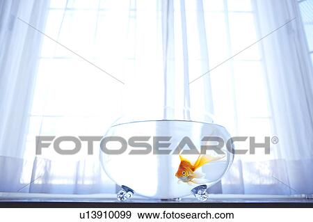 Stock Photo - Goldfish in Bowl. Fotosearch