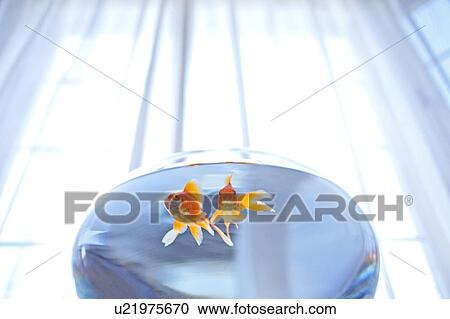 Stock Image - Goldfish. Fotosearch