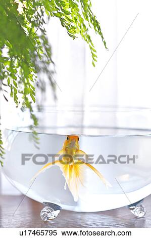 Stock Photography - Goldfish. Fotosearch
