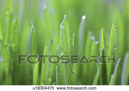 Stock Photography - Grass and dew drops, close-up. Fotosearch