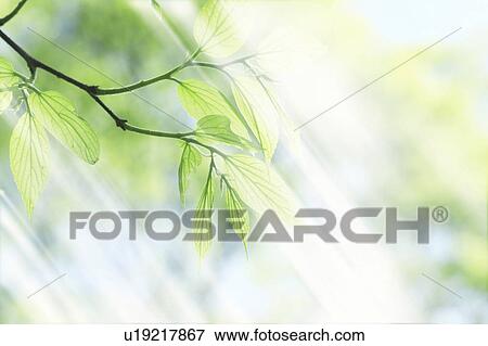 Stock Photo - Green leaves on tree, digital enhancement, Osaka Prefecture, Honshu, Japan. Fotosearch