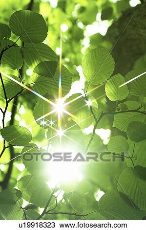 Green leaves on tree, Osaka Prefecture, Honshu, Japan View Large Photo Image Stock Image - Green leaves on tree, Osaka Prefecture, Honshu, Japan. Fotosearch