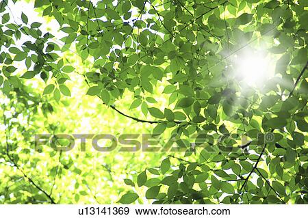 Green leaves on tree, Osaka Prefecture, Honshu, Japan View Large Photo Image Stock Photo - Green leaves on tree, Osaka Prefecture, Honshu, Japan. Fotosearch