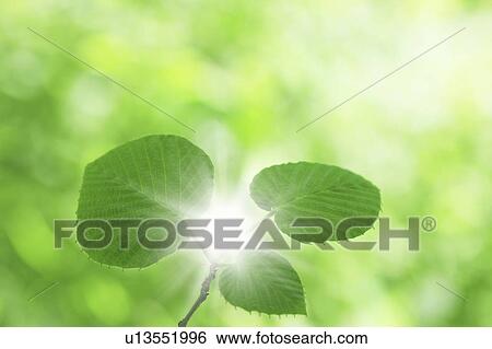 Green leaves on tree, Osaka Prefecture, Honshu, Japan View Large Photo Image Stock Photograph - Green leaves on tree, Osaka Prefecture, Honshu, Japan. Fotosearch