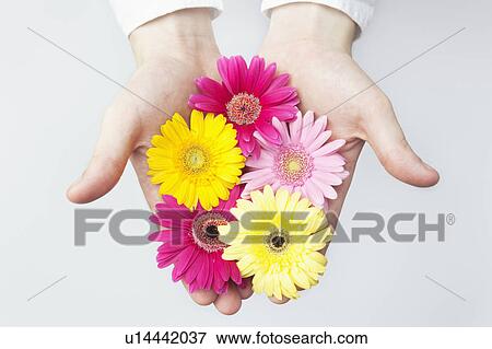Stock Photo - Hand holding gerbera flowers. Fotosearch