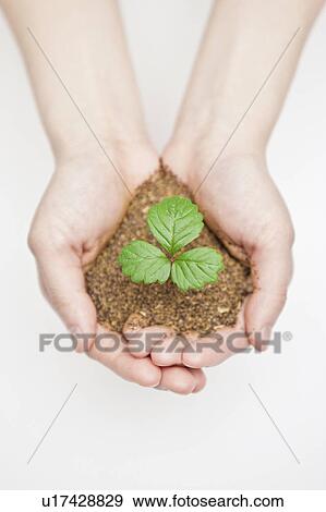 Stock Photo - Hand holding sapling. Fotosearch