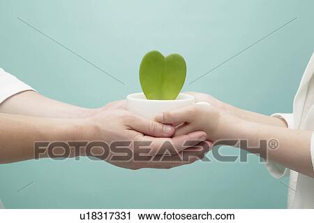 Hands holding a plant View Large Photo Image Stock Image - Hands holding a plant. Fotosearch