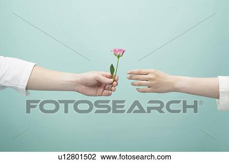 Stock Image - Hands holding a rose. Fotosearch