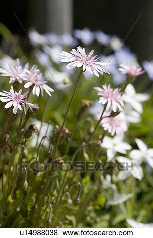 Stock Photo - Hawks Beard Flowers. Fotosearch