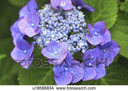 Picture - Hydrangea Flowers. Fotosearch
