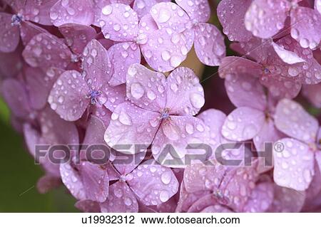 Hydrangea Flowers View Large Photo Image Stock Image - Hydrangea Flowers. Fotosearch