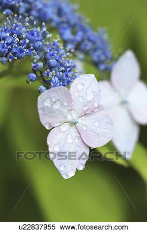 Hydrangea Flowers View Large Photo Image Stock Photography - Hydrangea Flowers. Fotosearch