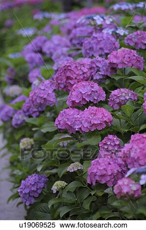 Stock Photography - Hydrangea. Fotosearch