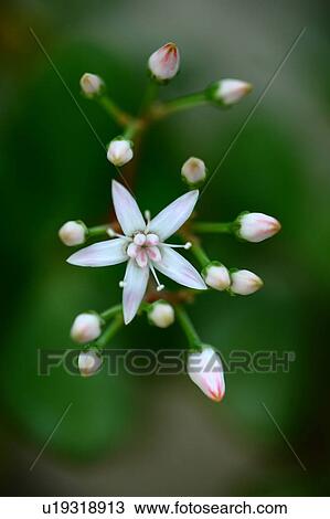 Jade Plant Flowers View Large Photo Image Stock Image - Jade Plant Flowers. Fotosearch