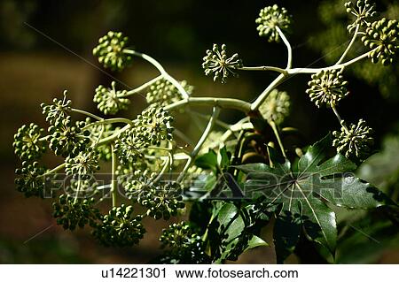 Stock Image - Japanese Aralia. Fotosearch