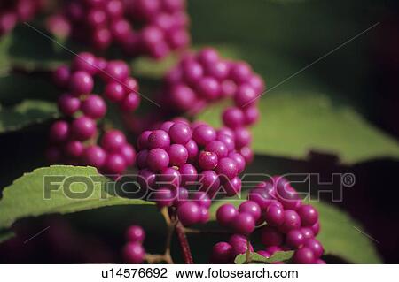 Japanese Beautyberry View Large Photo Image Stock Image - Japanese Beautyberry. Fotosearch