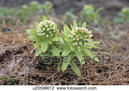 Japanese Butterbur View Large Photo Image Stock Image - Japanese Butterbur. Fotosearch