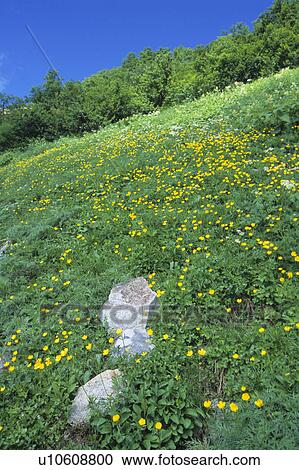 Stock Image - Japanese Buttercup Field. Fotosearch