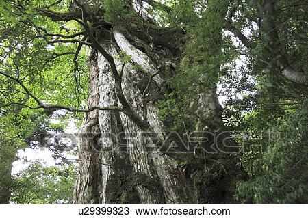 Stock Image - Japanese cedar tree, Yakushima, Kagoshima Prefecture, Kyushu, Japan. Fotosearch