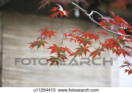 Stock Image - Japanese maple in autumn, Kyoto Prefecture, Honshu, Japan. Fotosearch