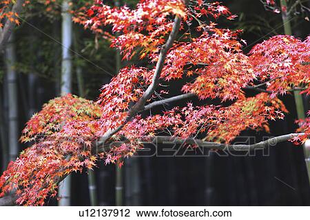 Stock Image - Japanese maple in autumn, Kyoto Prefecture, Honshu, Japan. Fotosearch